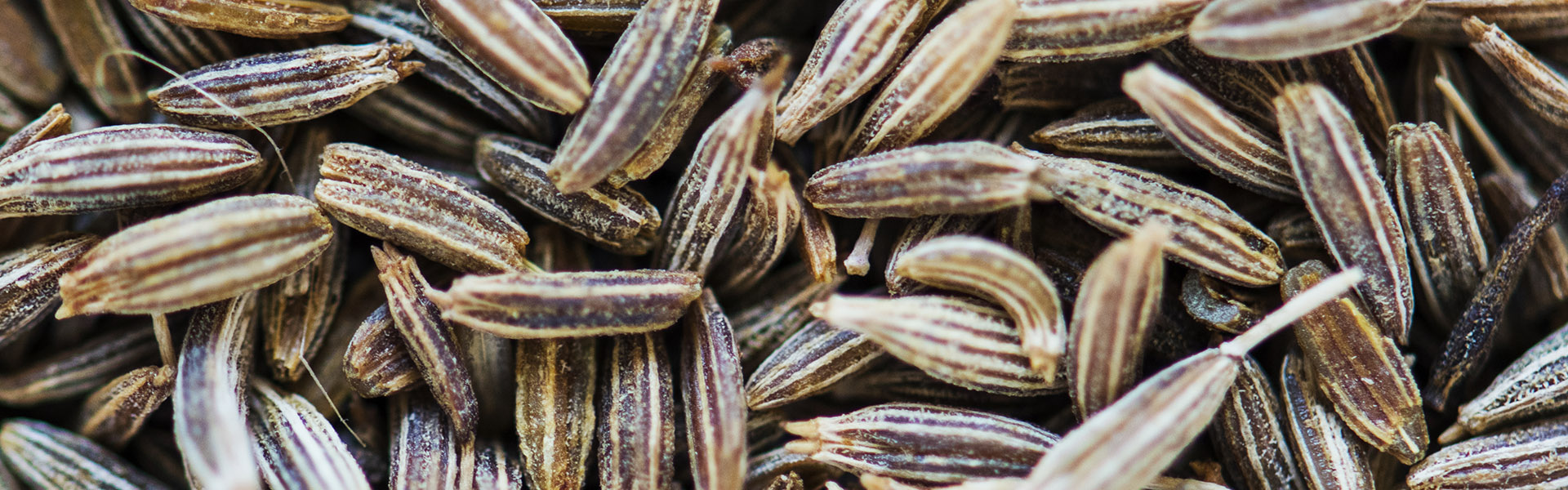 Closeup of cumin seed